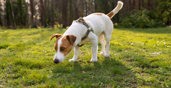Cachorro em um campo, aproximando da grama
