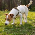 Por que os cachorros comem grama? Entenda se hábito indica doença