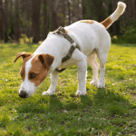 Prevenção contra carrapatos em cães exige atenção especial ao ambiente; entenda