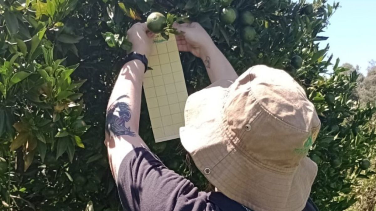 Sem greening: RS garante status de área livre de doença com monitoramento em pomares de citros