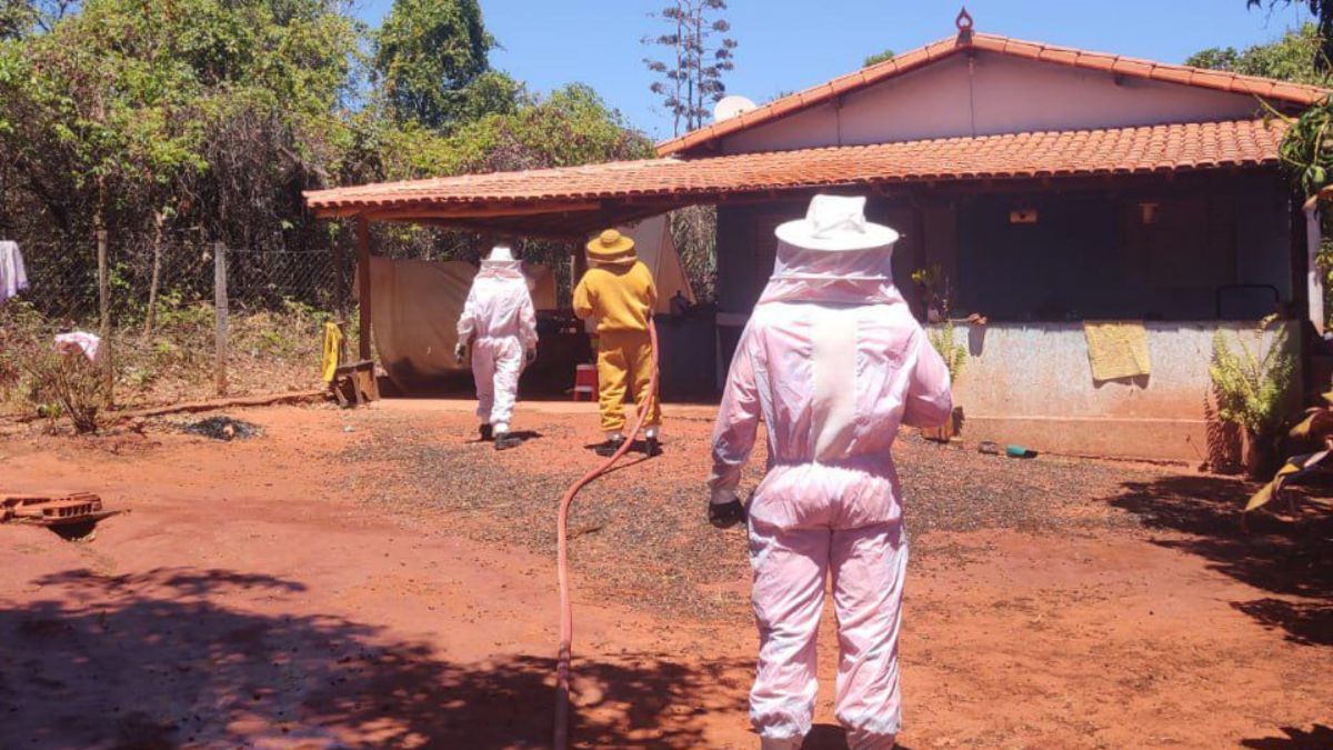Enxame de abelhas ataca famílias e mata filhotes de cachorro em Montes Claros (MG)
