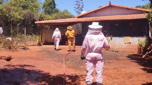 Enxame de abelhas ataca família e mata filhotes de cachorro em Montes Claros (MG)