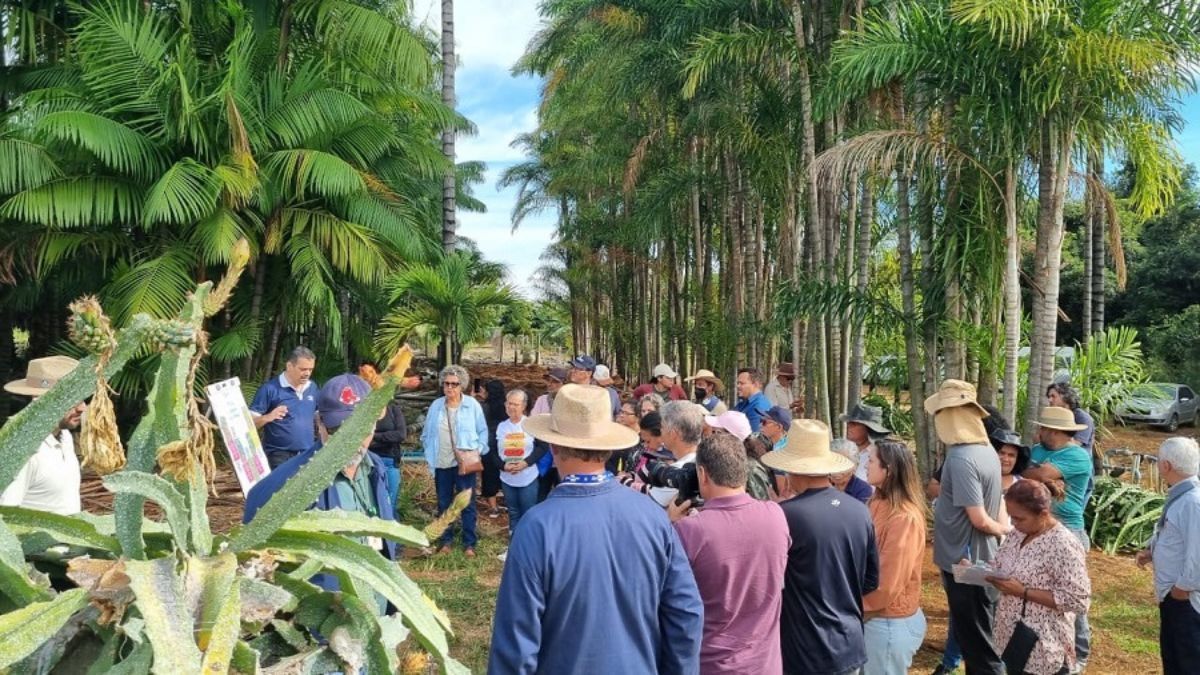 Tecnologia e boas práticas sobre cultivo da pitaya foram tema do Dia de Campo no DF