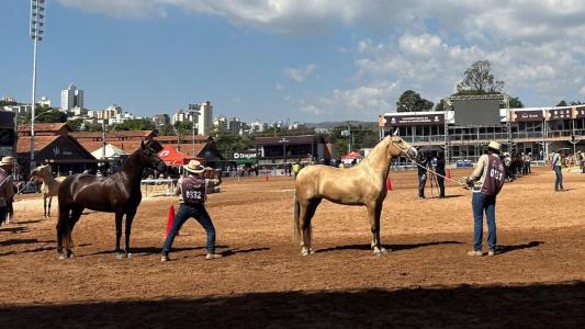 Cavalos na pista durante julgamento nesta quarta-feira (23)