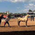 Maior Exposição de Mangalarga Marchador do país reúne mais de 1,6 mil cavalos durante 15 dias em BH