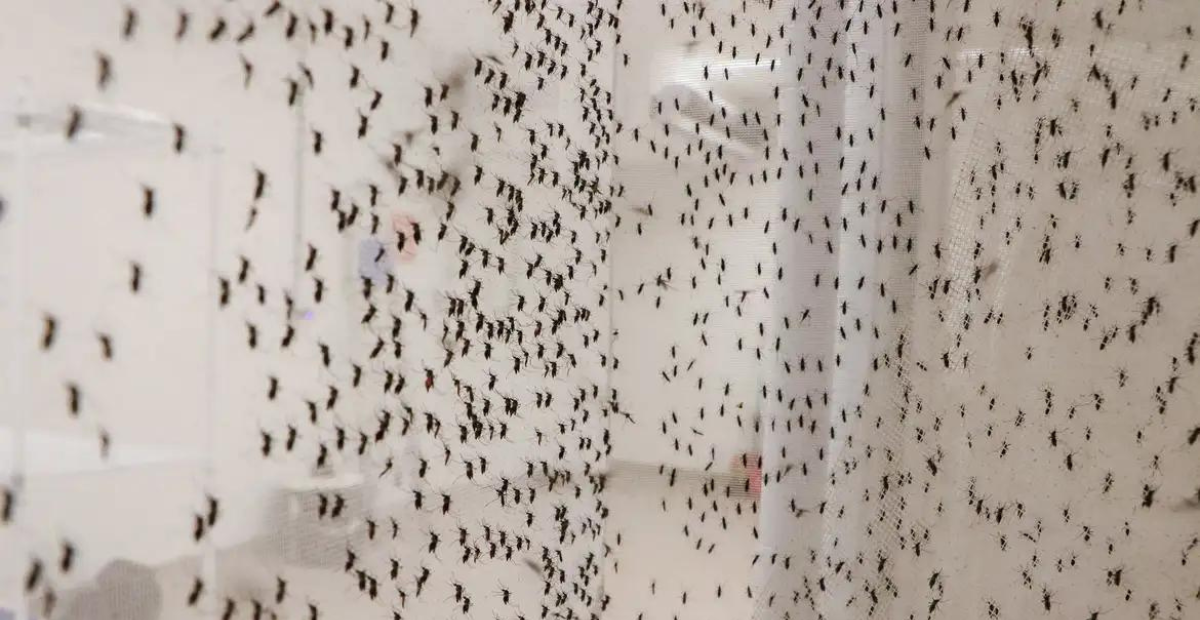 Febre Oropouche: Minas registra quatro casos em 2024; sintomas são parecidos com dengue