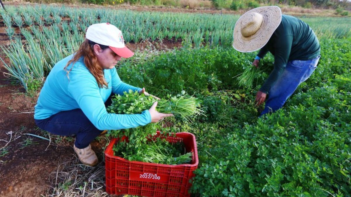 Recorde histórico: agronegócio brasileiro emprega 28,5 milhões no 1º trimestre de 2025