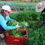 Prazo para agricultores enviarem propostas para o PAA é prorrogado; veja data
