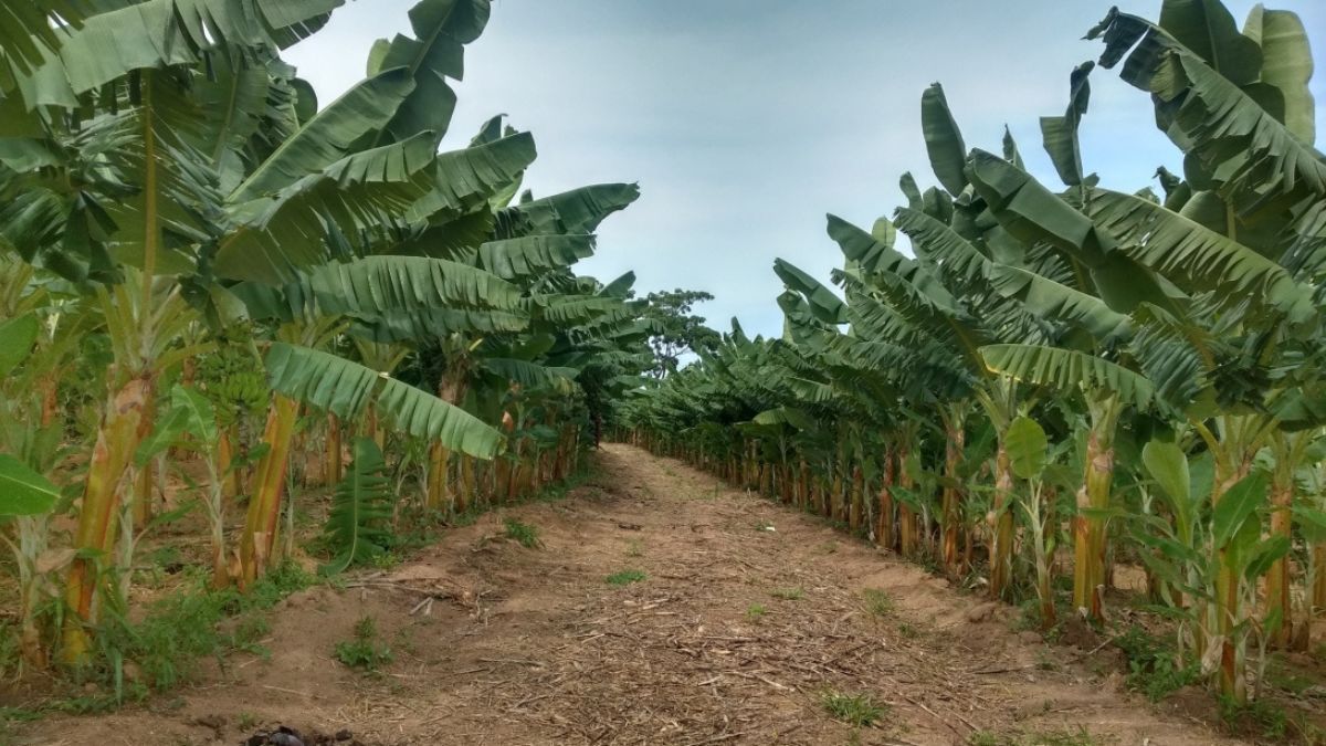 Agricultor do Centro-Oeste de Minas se destaca na bananicultura
