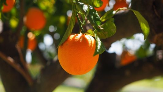 Laranja no pé
