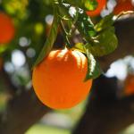 Cascas de laranja com vinagre: por que recomendam essa mistura e para que serve