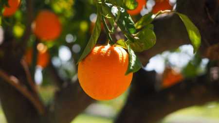 Laranja no pé