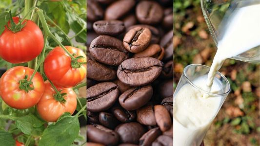 Tomate, café e leite