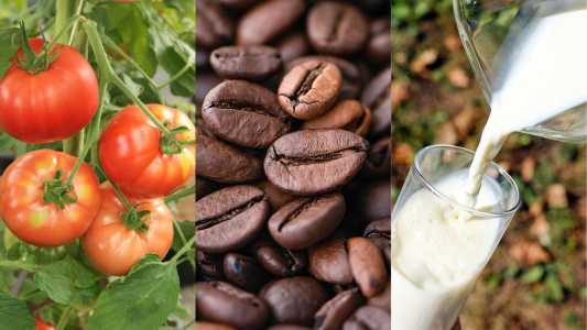 Tomate, café e leite