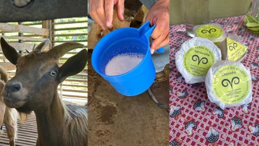 Cabra, leite de cabra e queijos embalados