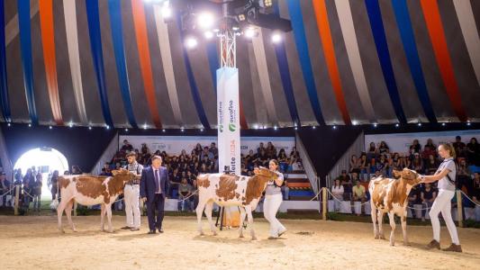 Gados na Agroleite