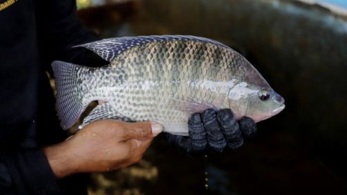Paraná amplia liderança na produção de tilápia e aposta em novos derivados