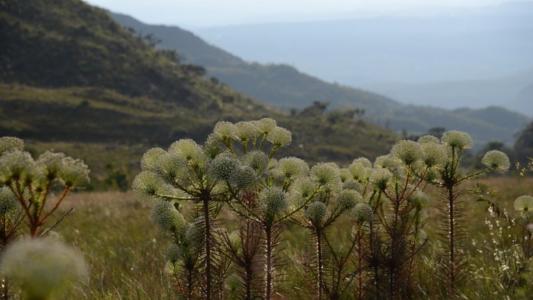 Araucárias