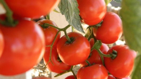 Tomates