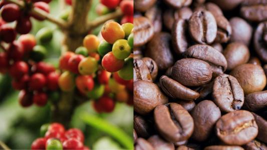 Fruto do café e em grãos