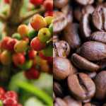 Café tem queda de mais de 20% nos preços em junho no Brasil