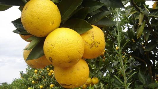 Laranja