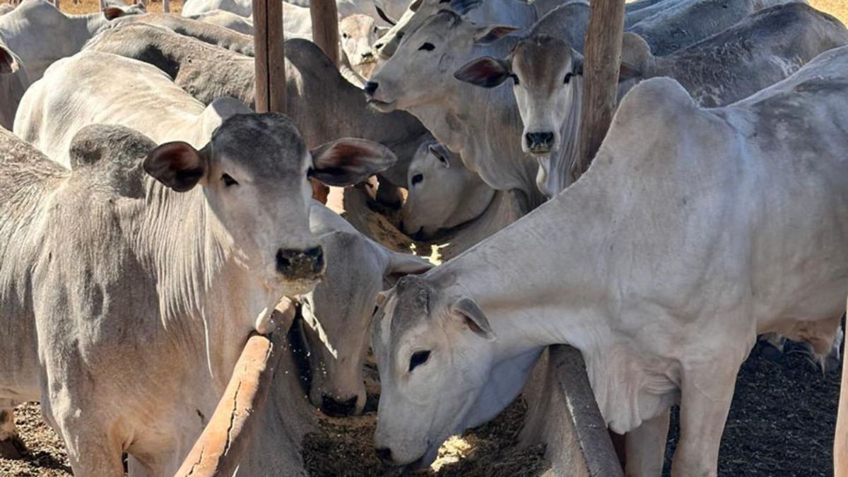 Dieta turbinada eleva em mais de 20% a produção de embriões bovinos