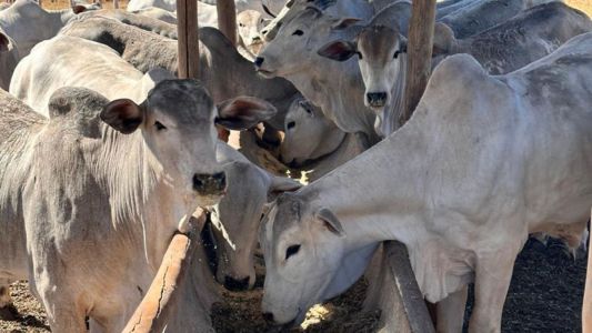 Dieta turbinada eleva em mais de 20% a produção de embriões bovinos