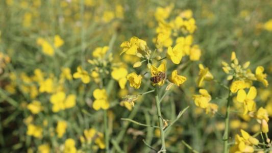 Floração de canola