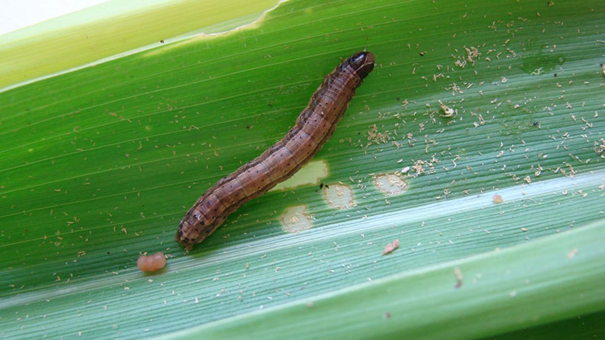 Ferver cebola com alho na água: cria escudo contra lagartas