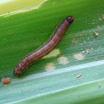 Ferver cebola com alho na água: cria escudo contra lagartas