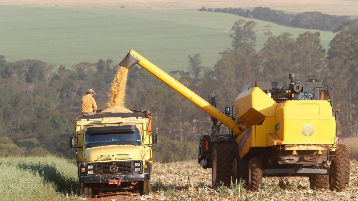 Segunda safra de milho do Paraná pode superar 17 milhões de toneladas