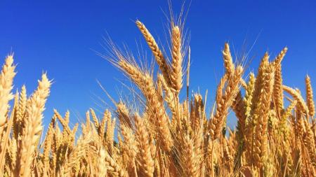 Intensificação da colheita e câmbio derrubam preços do trigo no Sul do Brasil