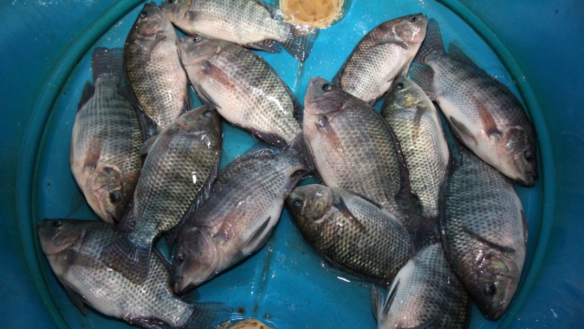 Criação de tilápias em sistema de bioflocos é o tema de novas pesquisas da Epamig