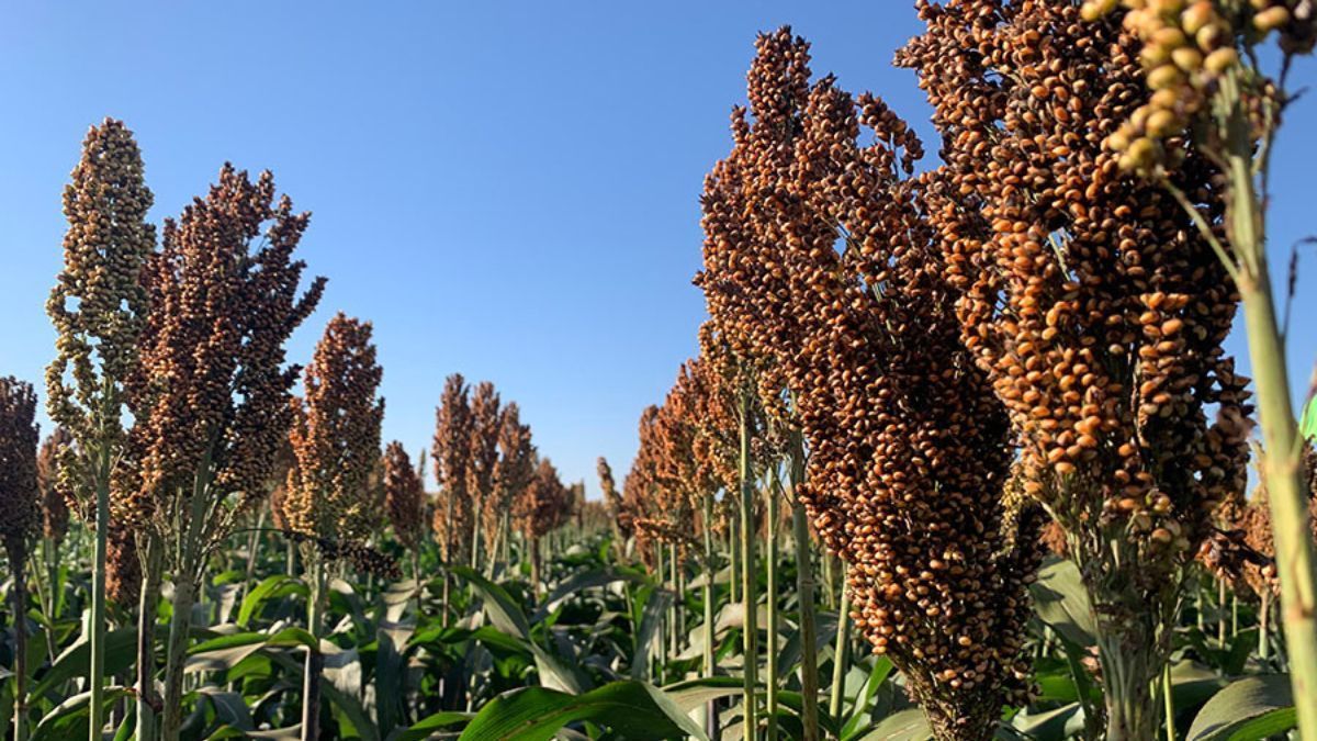 Novo sorgo granífero supera 6 toneladas por hectare e chega ao mercado com alta produtividade