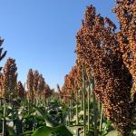 Novo sorgo granífero supera 6 toneladas por hectare e chega ao mercado com alta produtividade