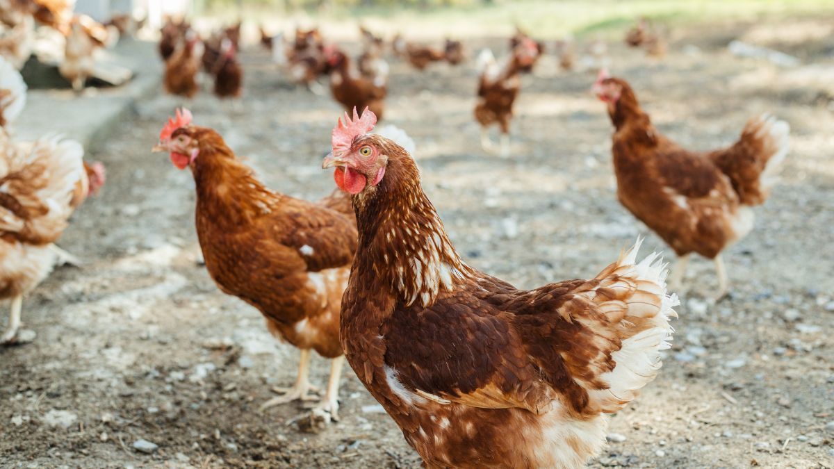 Nova suspeita de gripe aviária em granja comercial é investigada no RS