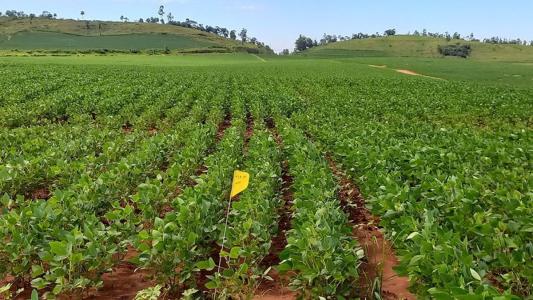 Produtividade agrícola