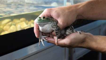 Rã-touro é destaque em pesquisa ambiental no evento 'Tem Peixe na Vila'