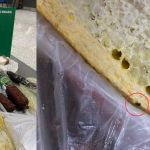 Favo de mel com besouro que ameaça abelhas é barrado pelo Mapa no Aeroporto de Guarulhos