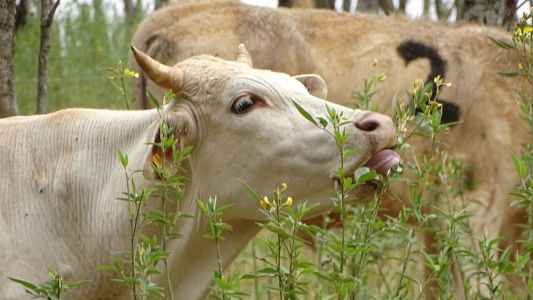 Integração de gado, pastagens e árvores reduz emissões e fortalece sustentabilidade