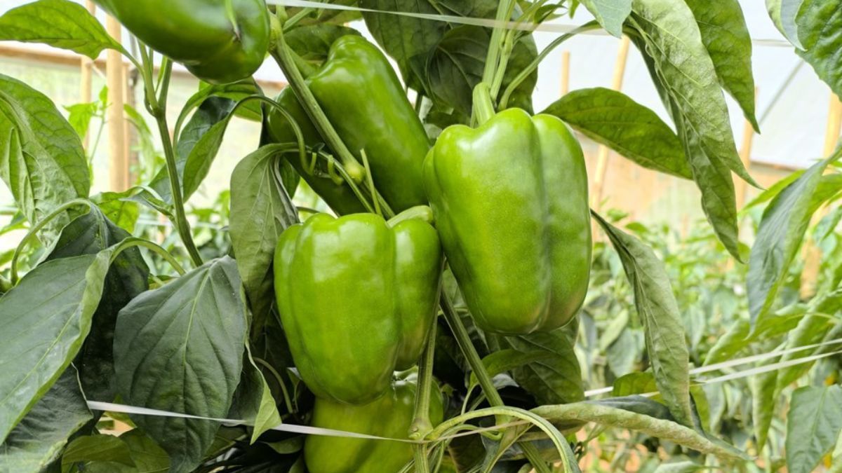Produção capixaba de pimentão é impulsionada por preços e cultivo protegido