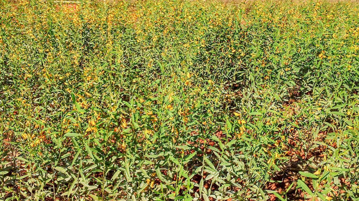 Estudo ensina técnicas que ajudam lavouras orgânicas a conviver com plantas espontâneas