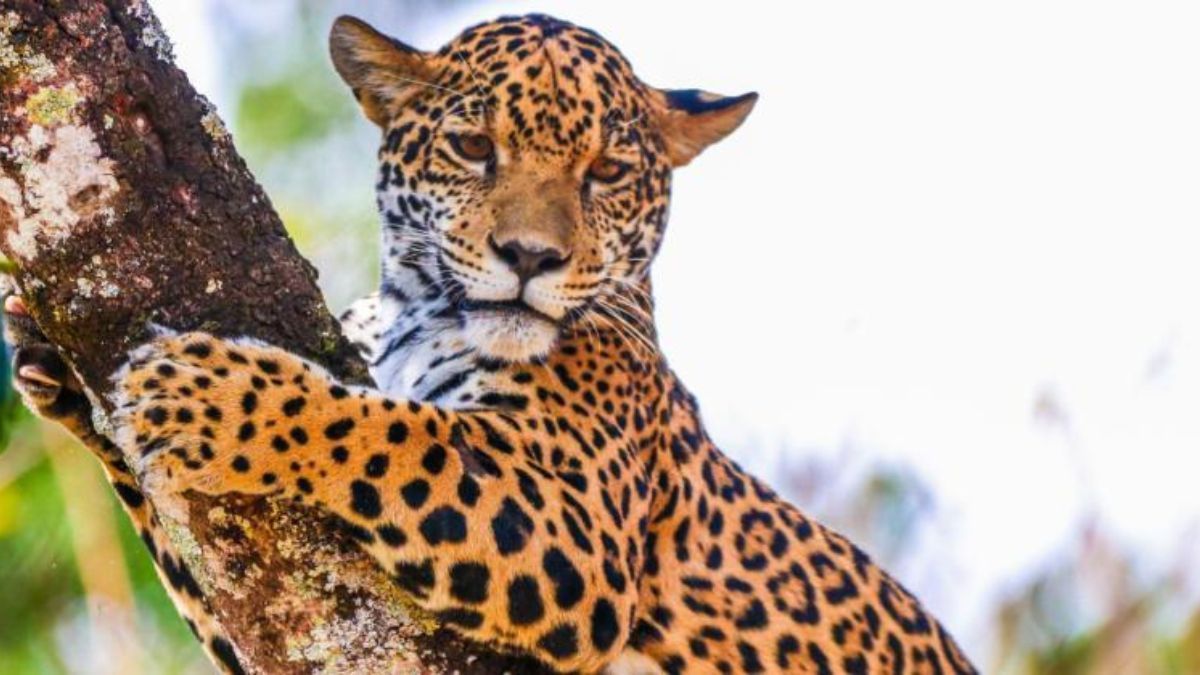 Conheça a Maya: onça pintada é a nova moradora do Zoológico de BH