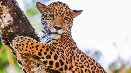Maya, onça pintada de um ano