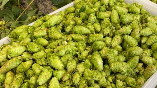 Cultivo de lúpulo no Brasil aponta ganhos econômicos, sociais e ambientais