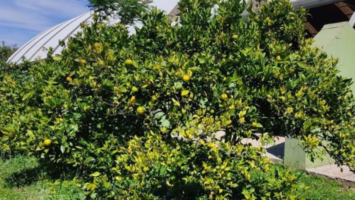 Greening chega ao Oeste do Paraná e Epagri faz recomendações