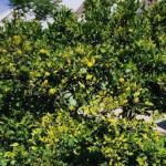 Greening chega ao Oeste do Paraná e Epagri faz recomendações