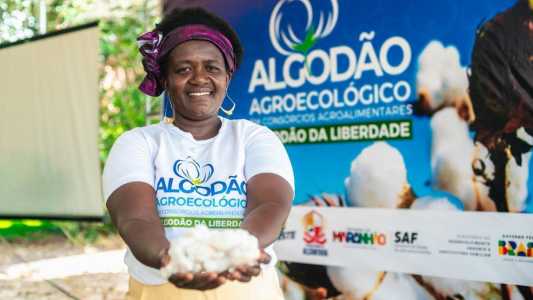 Projeto 'Algodão da Liberdade' rende primeira colheita em comunidade quilombola no MA