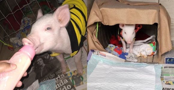 Rose, filhote de leitoa resgatada por criança de três anos em Porto Alegre
